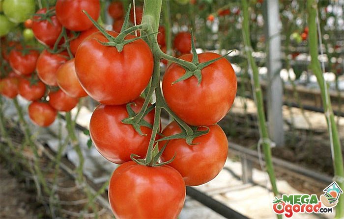 Лучшие семена томатов для теплицы из поликарбоната и правила их выращивания